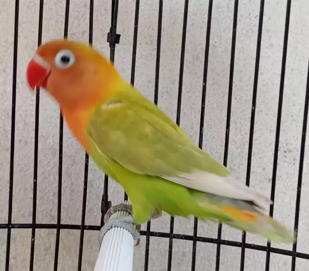 Jual BURJA  LOVEBIRD GS BERSIH DAN MULUS