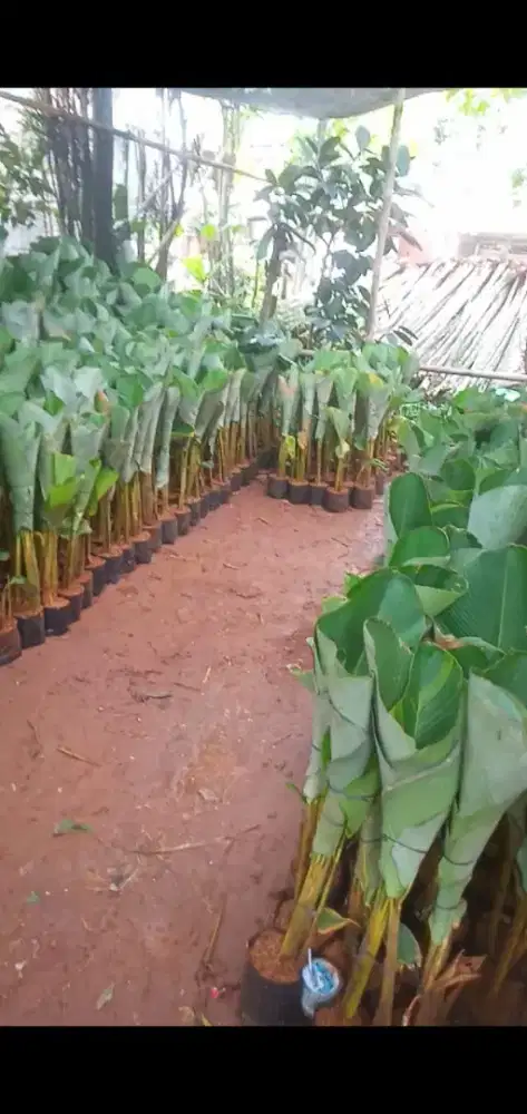 pisang kalatea dan tanaman hias