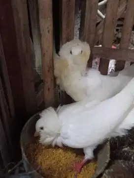 Merpati Hias Capucin Indukan