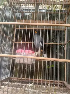 Burung jalak omas jantan