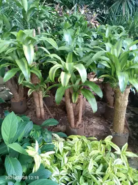 Tanaman hias hanjuang besi
