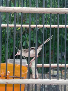 Burung ciblek sawah jantan