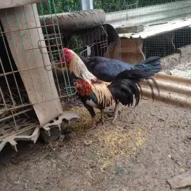 Ayam Kampung Jantan Sehat