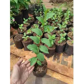 Bibit tanaman bidara arab