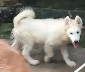 Alaska malamute putih (langka)