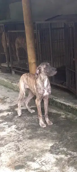 Greatdane scooby doo (langka)