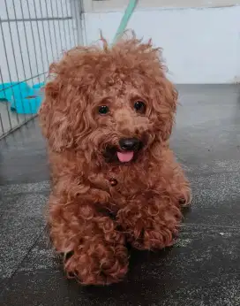 Anjing toy poodle