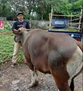 obral 30 ekor sapi bali 275-350kiloan buat pedagang kurban musiman top