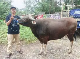 borongan 30 ekor sapi bali 275-350kiloan buat pedagang kurban musiman