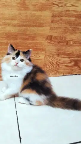 KUCING PERSIA CALICO