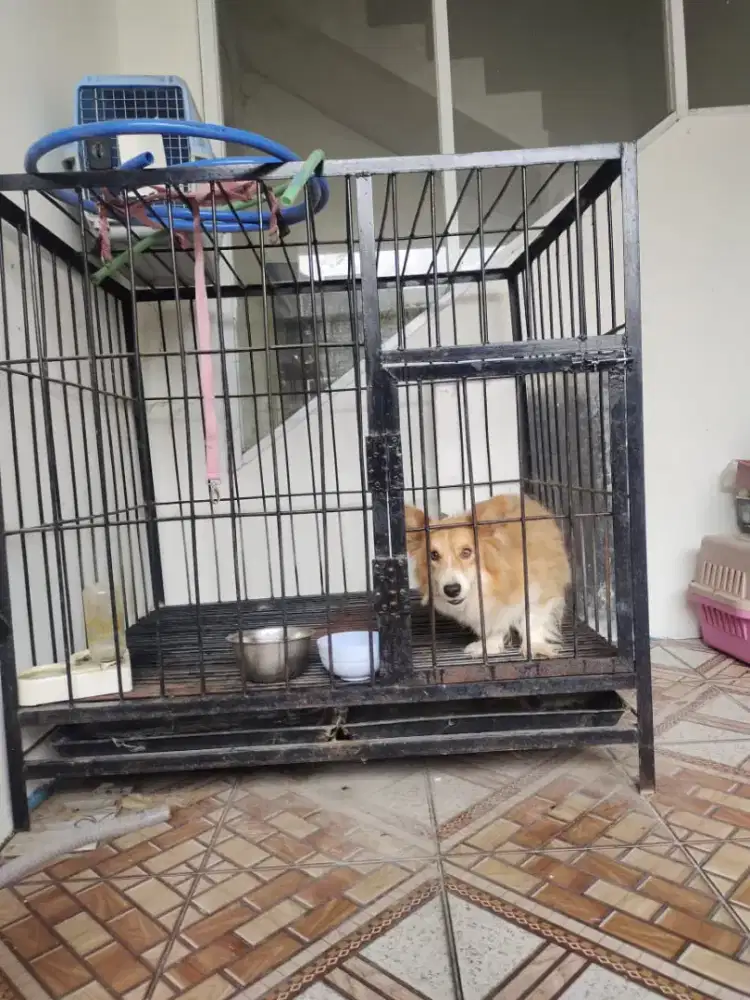 Indukan corgi long hair sable 3thn an