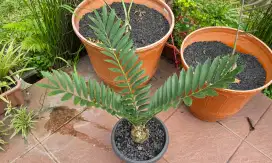 Encephalartos FEROX Siap Pajang di BEKASI