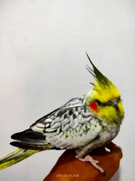 Burung parkit Australia/falk/cockatiel jantan jinak