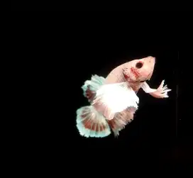JUAL MURAH 6 IKAN HIAS CUPANG SESUAI FOTO,HARGA 40 ribu untuk 6 ekor