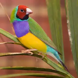 Burung Finch Gold Amadine ijo