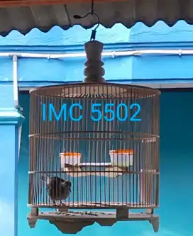 Burung Perkutut Bangkok
