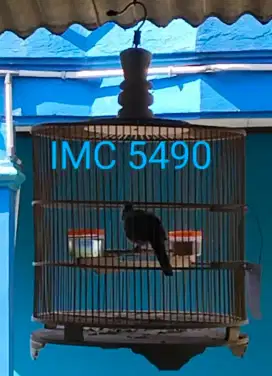 Burung Perkutut Bangkok