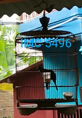 Burung Perkutut Bangkok
