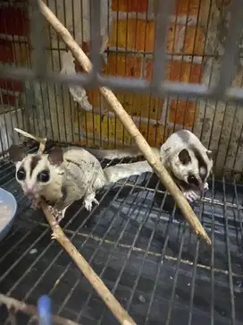 sugar glider sepasang Whiteface