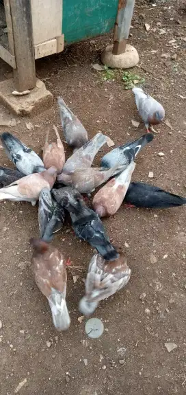 Dijual burung dara borongan