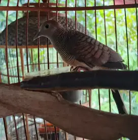 Perkutut lokal Punden Berkaturangan Sri Tumpuk n Rondosemoyo