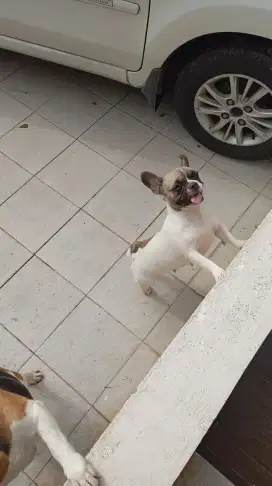 French bulldog indukan 1thn stb