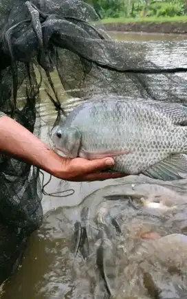 Jual bibit ikan nila  gurame