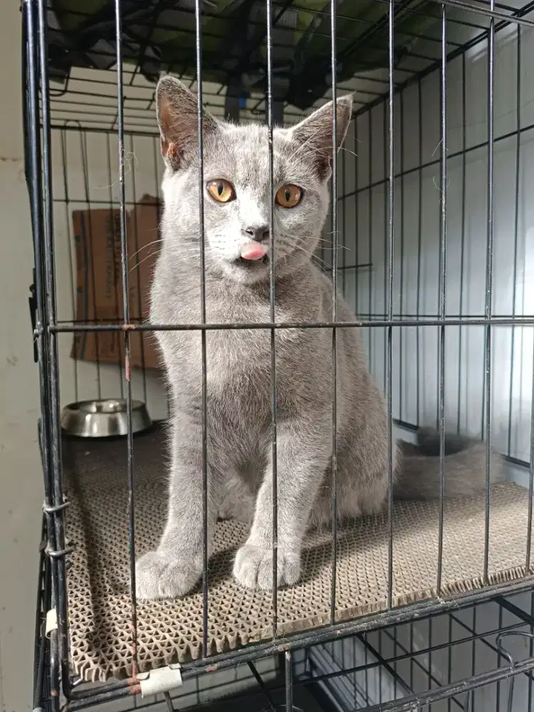 Open Adopt kucing British Short Hair BSH 5 bulan