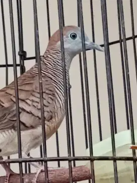 Kutut kendono kendini rupo cahyo