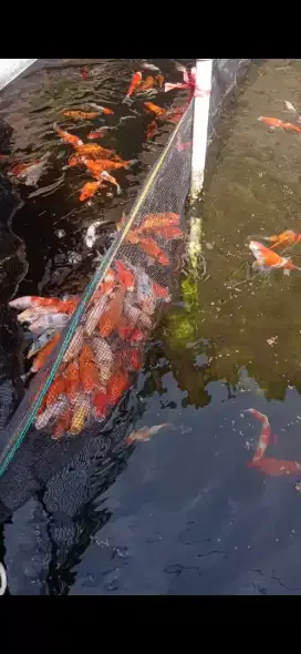 Anak ikan koi 10-14cm
