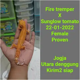 Leopard Gecko cakep