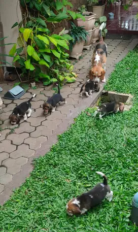 Beagle Tricolour usia 2 bulan