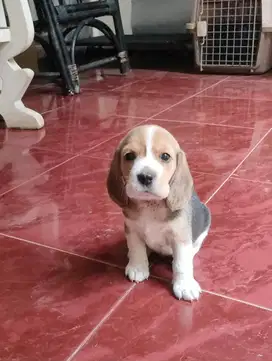 Beagle Tricolour usia 2 bulan
