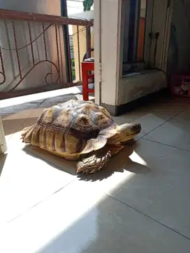 JUAL KURA KURA SULCATA SEHAT PINTAR BAGUS