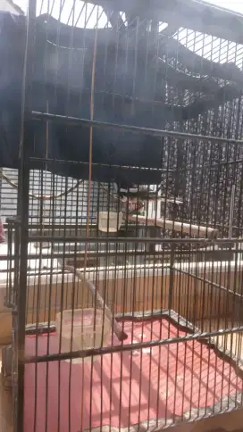 Burung kacer dada putih