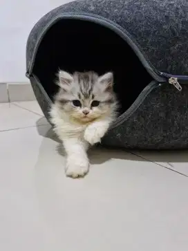 Jual Kitten Bsh x Scotish Jantan Betina