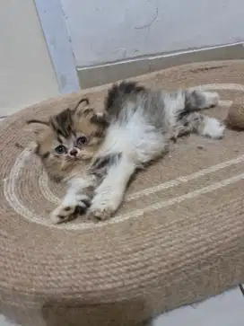 Jual Kitten Bsh x Scotish Jantan Betina