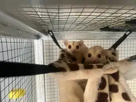 Sugar glider sepasang cremino