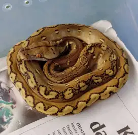 Reptil phantom kembang
