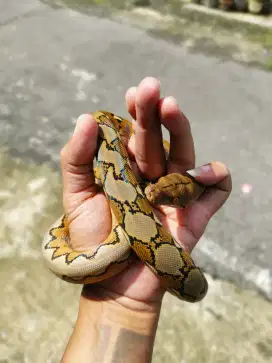 Reptil sanc a kembang morph platinum