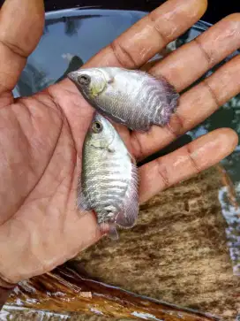 Benih Ikan Gurame Soang Size Silet