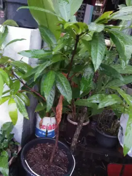 Aneka bibit tanaman buah