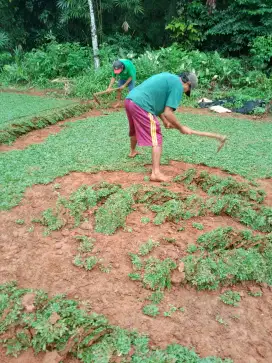 rumput gajah mini
