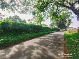 Tanah kosong kebun Kelengkeng Kutawis Bukateja Purbalingga