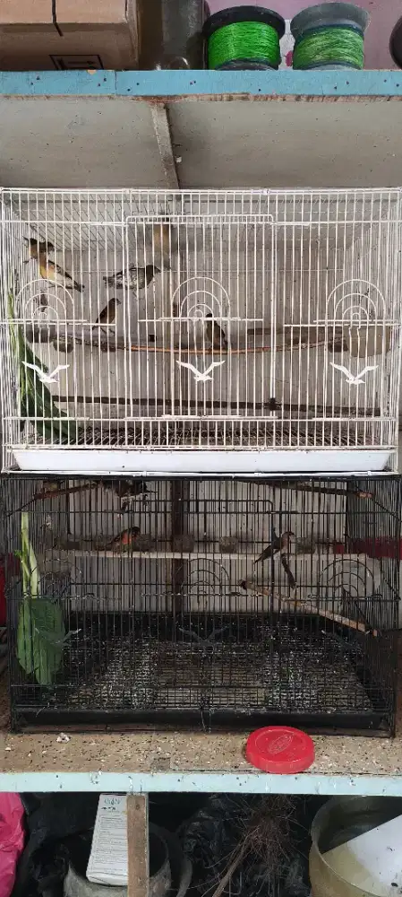 Siskin klasik betina