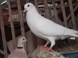 Merpati Putih Kapas + Puter