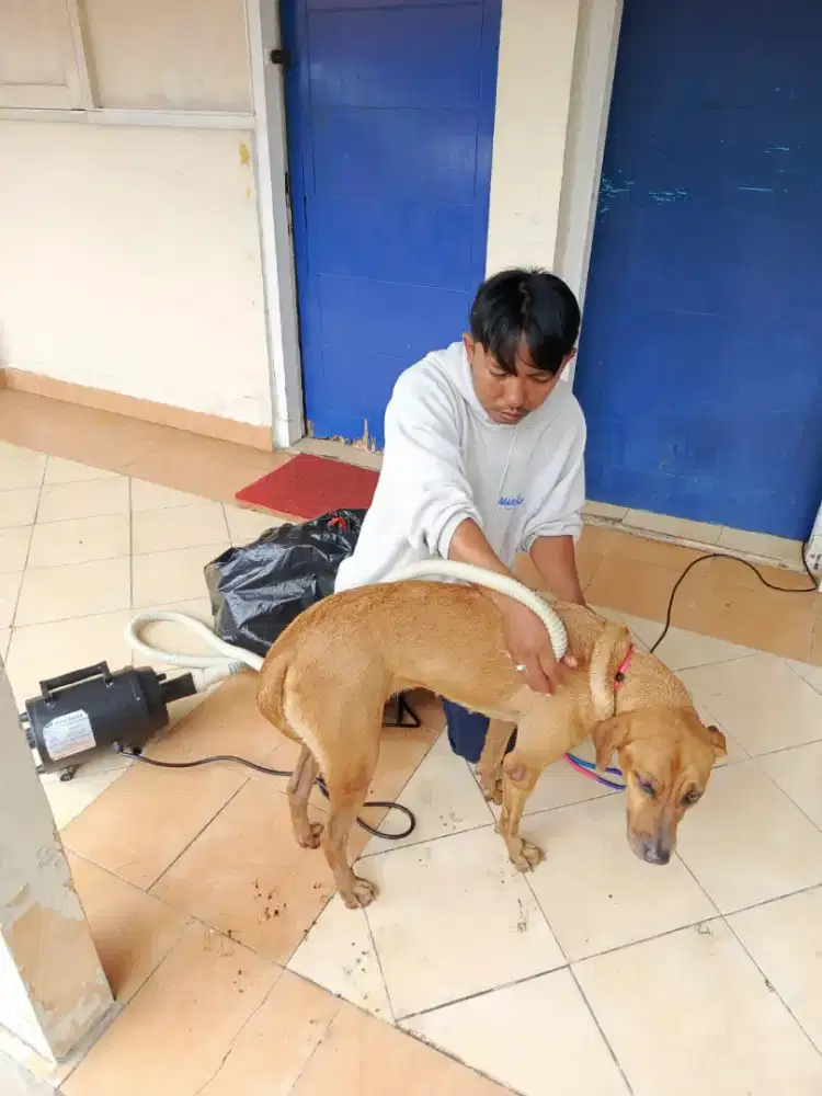 Grooming cat n dog