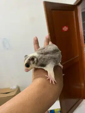 Sugarglider ready banyak