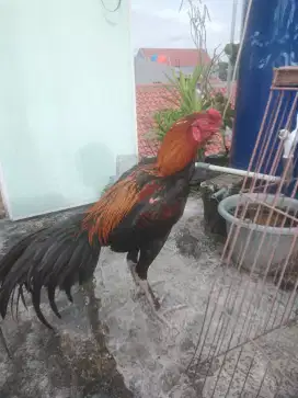 Ayam Bangkok wirkun