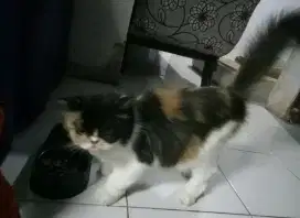 Kucing calico indukan betina flatnose turun